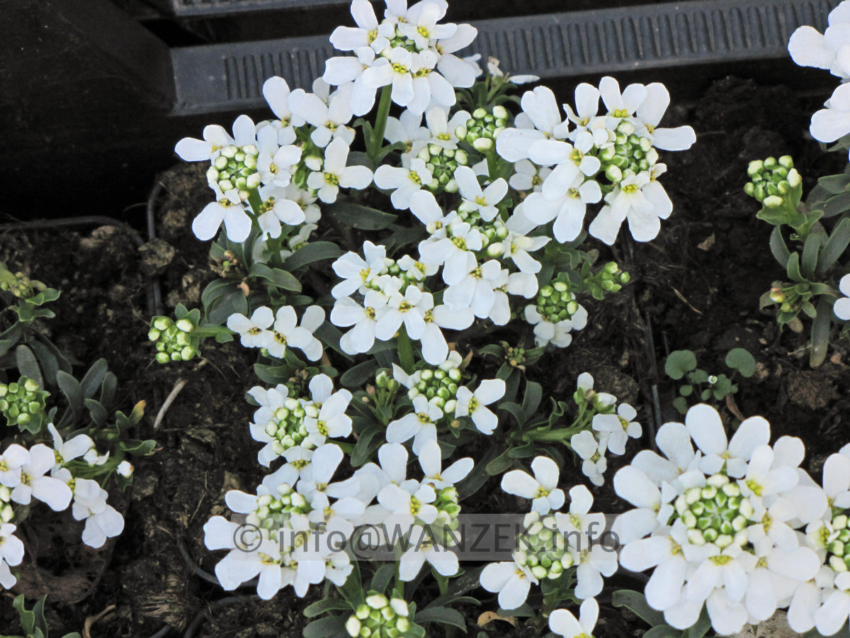 Iberis sempervierens Snow Cone 02.JPG